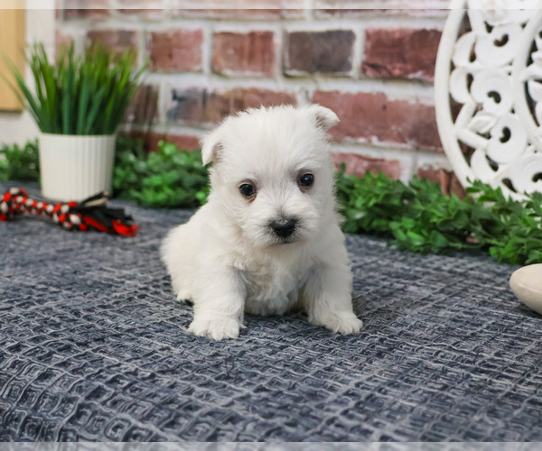 Medium Photo #6 West Highland White Terrier Puppy For Sale in SYRACUSE, IN, USA