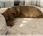 Small #2 Mutt