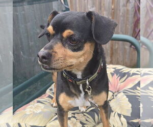 Miniature Pinscher-Unknown Mix Dogs for adoption in New Oxford , PA, USA