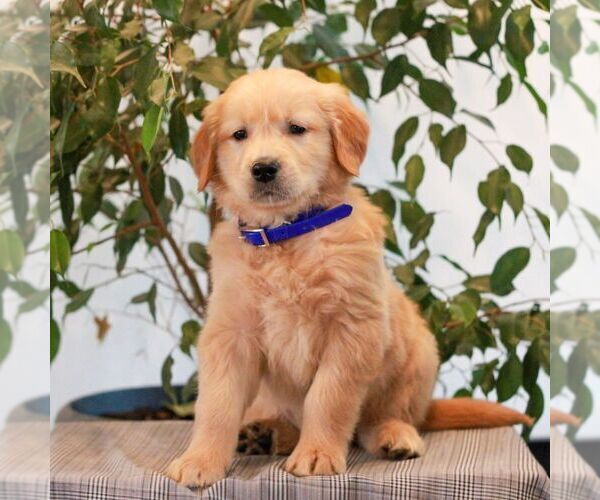 Medium Photo #2 Golden Retriever Puppy For Sale in LITITZ, PA, USA