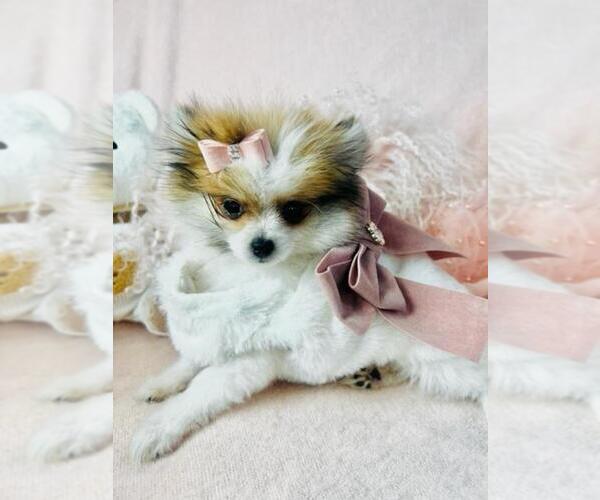 Medium Photo #17 Pomeranian Puppy For Sale in BEVERLY HILLS, CA, USA
