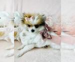 Small #16 Pomeranian