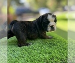Small Photo #18 Bulldog Puppy For Sale in STOCKBRIDGE, GA, USA