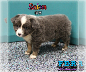 Medium Miniature Australian Shepherd