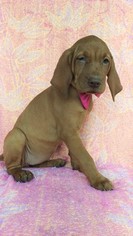 Vizsla Puppy for sale in EDEN, PA, USA