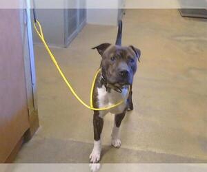 American Pit Bull Terrier-Unknown Mix Dogs for adoption in Sacramento, CA, USA