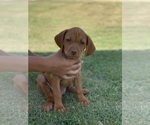 Small Photo #2 Vizsla Puppy For Sale in BAKERSFIELD, CA, USA