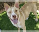 Small American Staffordshire Terrier-Siberian Husky Mix