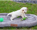 Small #1 Cavapoo (Miniature)