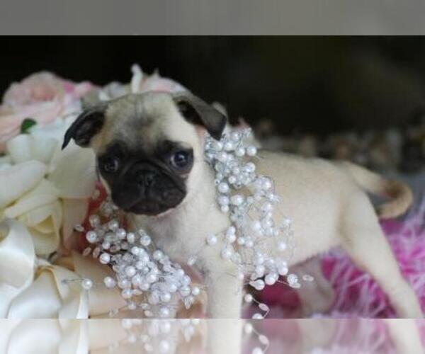 Medium Photo #1 Pug Puppy For Sale in PEMBROKE PINES, FL, USA