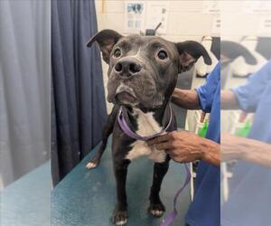 Bulldog-Unknown Mix Dogs for adoption in Mobile, AL, USA