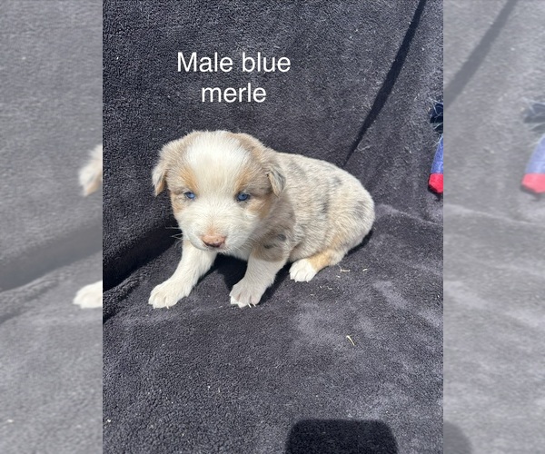 Medium Photo #3 Australian Shepherd Puppy For Sale in COTOPAXI, CO, USA