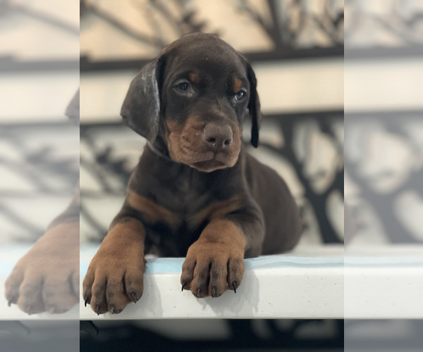Medium Photo #6 Doberman Pinscher Puppy For Sale in COLORADO SPRINGS, CO, USA