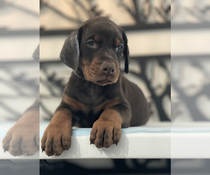 Medium Doberman Pinscher