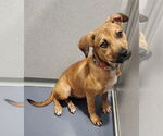 Small #1 Labrador Retriever Mix