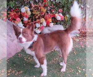 Border Collie-Unknown Mix Dogs for adoption in Oklahoma City, OK, USA