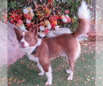Small Border Collie Mix