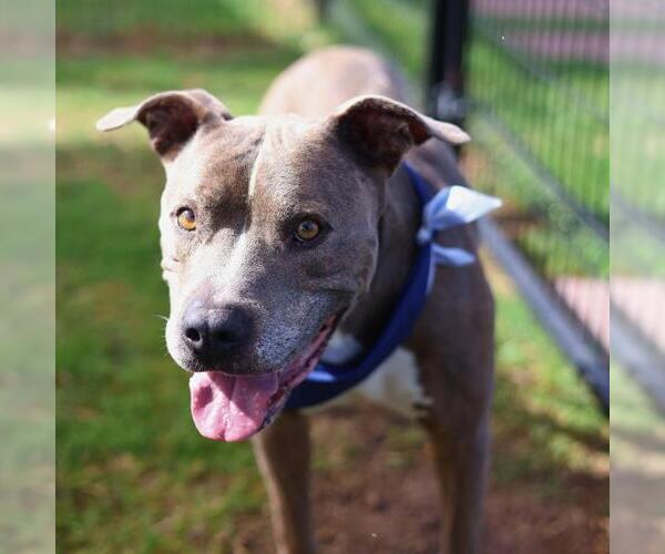 Medium Photo #1 American Staffordshire Terrier-Unknown Mix Puppy For Sale in San Antonio, TX, USA