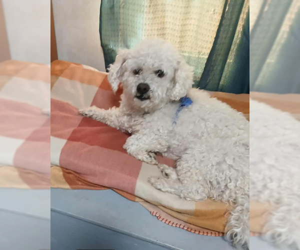 Medium Photo #1 Poodle (Miniature)-Unknown Mix Puppy For Sale in Cranston, RI, USA