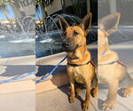 Small #7 German Shepherd Dog Mix