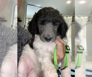Poodle (Standard) Puppy for sale in MONTESANO, WA, USA