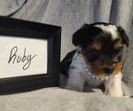 Puppy Ruby Yorkshire Terrier