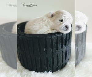 Pomeranian Puppy for sale in CHARLOTTE, NC, USA
