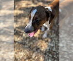 Small #3 Mutt