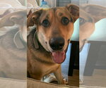 Small #2 German Shepherd Dog Mix