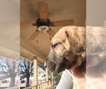 Small Photo #7 Irish Dane Puppy For Sale in BURLESON, TX, USA