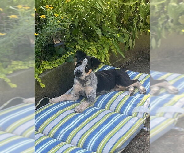 Medium Photo #2 Mutt Puppy For Sale in Garden City, NY, USA