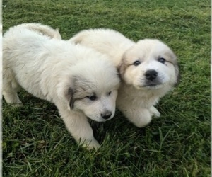 Great Pyrenees Puppy for sale in HARRISON, OH, USA