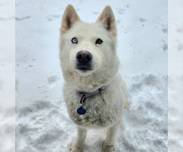 Medium Photo #3 Siberian Husky Puppy For Sale in Omaha, NE, USA