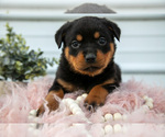 Puppy Nala Rottweiler