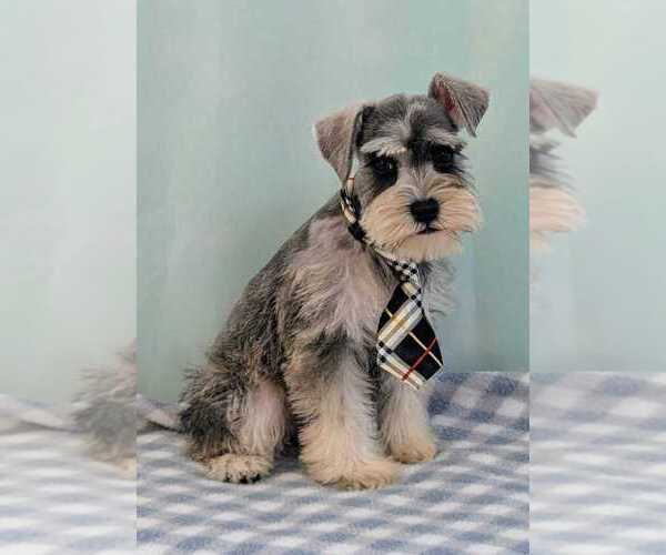 Medium Photo #3 Schnauzer (Miniature) Puppy For Sale in HOLLYWOOD, FL, USA