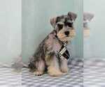 Small #2 Schnauzer (Miniature)
