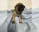 Small Photo #3 Cane Corso Puppy For Sale in CAMBY, IN, USA