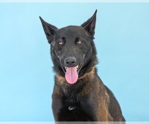 Mutt Dogs for adoption in Pasadena, CA, USA