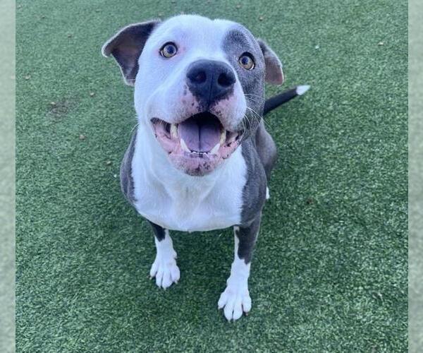 Medium Photo #2 American Staffordshire Terrier-Unknown Mix Puppy For Sale in Grand Prairie, TX, USA