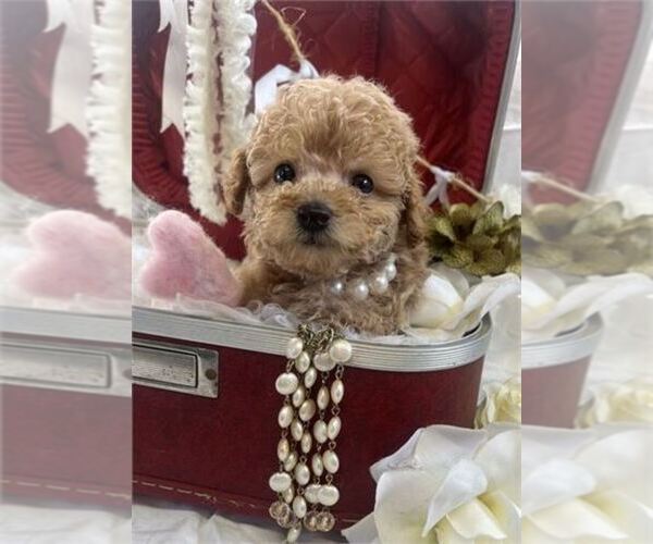 Medium Photo #14 Poodle (Toy) Puppy For Sale in JACKSONVILLE, FL, USA