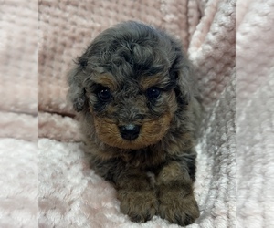 F2 Aussiedoodle-Poodle (Toy) Mix Puppy for Sale in SPARTA, Tennessee USA