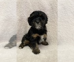 Puppy 4 Poodle (Miniature)