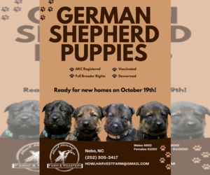 German Shepherd Dog Puppy for sale in NEBO, NC, USA