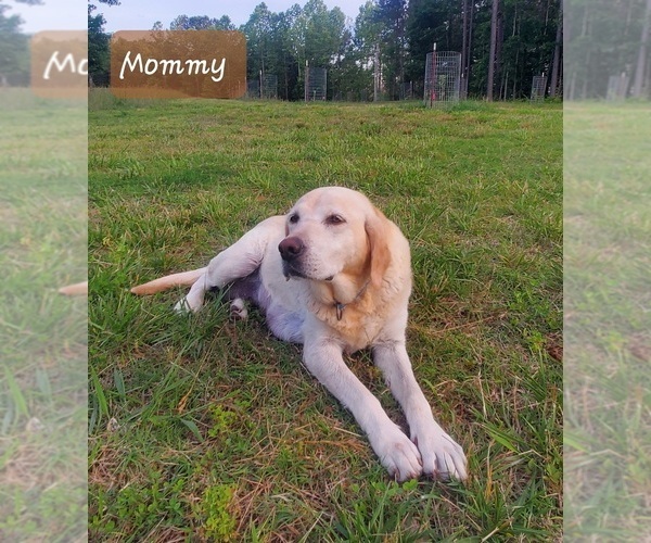 Medium Photo #1 English Cream Golden Retriever-Labrador Retriever Mix Puppy For Sale in LYLES, TN, USA