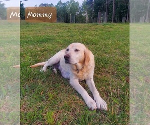 Mother of the English Cream Golden Retriever-Labrador Retriever Mix puppies born on 04/27/2025