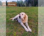 Small Photo #1 English Cream Golden Retriever-Labrador Retriever Mix Puppy For Sale in LYLES, TN, USA