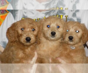Goldendoodle Puppy for Sale in BARNUM, Iowa USA