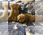 Small Goldendoodle-Irish Doodle Mix