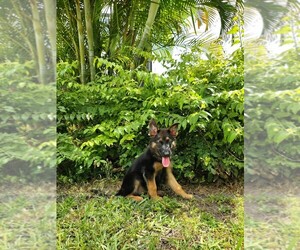 German Shepherd Dog Puppy for Sale in NEW PORT RICHEY, Florida USA