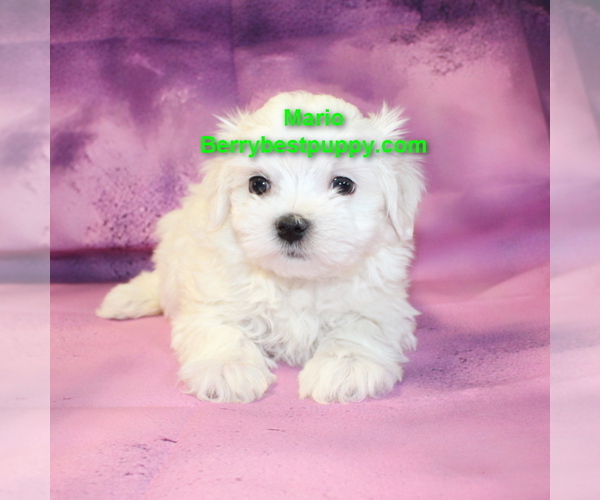 Medium Photo #1 Maltese Puppy For Sale in JUNIPER HILLS, CA, USA
